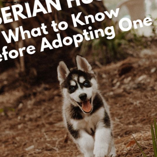 Cinco cosas que debe saber antes de adoptar un husky siberiano
