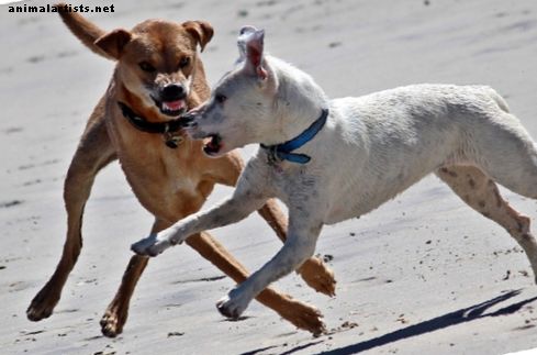 Какво да правите, ако кучето ви бъде нападнато на разходка - Кучета