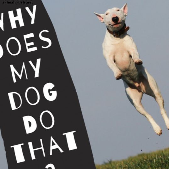 Správanie sa psov: Prečo sa psi správajú určitými spôsobmi