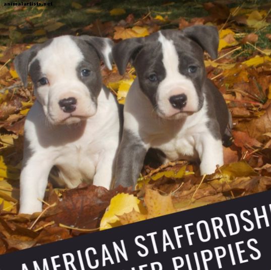 Amerikiečių Stafordšyro pitbulterjerų šuniukai