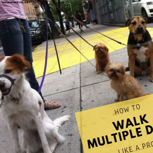 كيفية المشي الكلاب متعددة مثل المهنية ووكر الكلب