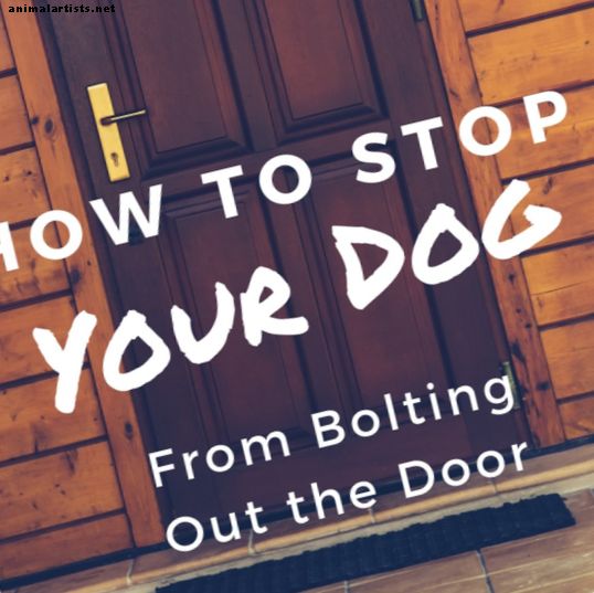 Kaip sustabdyti jūsų šunį, kad jis neišstumtų durų