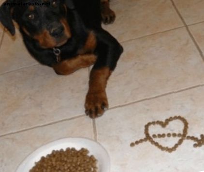 Perros - Recetas caseras para perros con estómagos sensibles