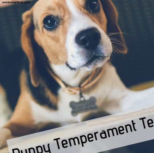 Testy temperamentu pri odbere šteniatka - Psy