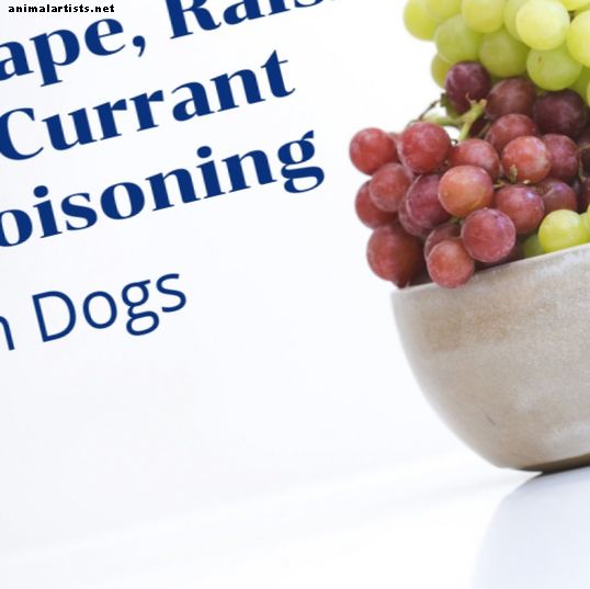 Simptomi in znaki okvare ledvic, ko pes poje grozdje