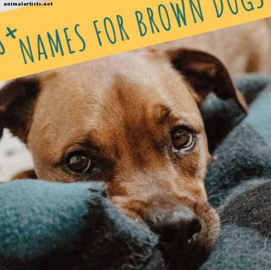 Plus de 200 noms de chiens bruns uniques: chocolat et brun doré