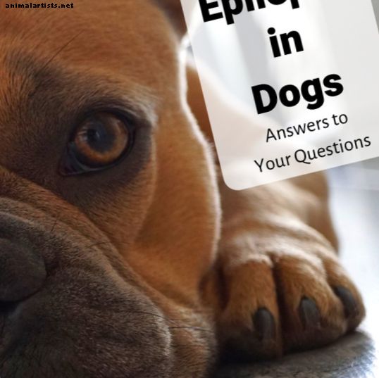 कैनाइन मिर्गी: विशेषज्ञ आपके अक्सर पूछे जाने वाले सवालों के जवाब देते हैं - कुत्ते की