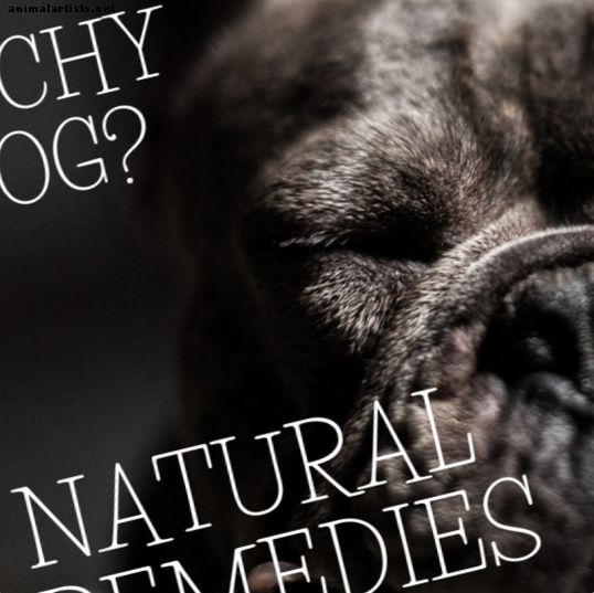 Miel, hierbas y formas naturales Las alergias cutáneas en los perros pueden tratarse - Perros