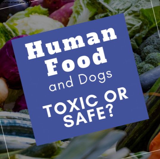 7 alimentos tóxicos para cães e 7 alimentos seguros