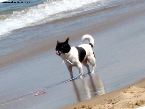 10 näpunäidet oma koera rannas turvaliseks hoidmiseks