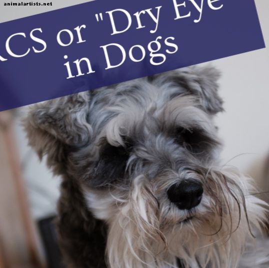 Meie lugu: koerte KCS-i või "kuivade silmade" põhjused - Koerad
