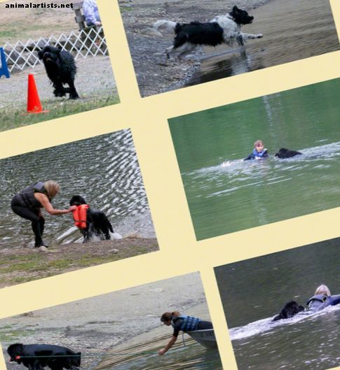Започване на кученце в Нюфаундленд във водата