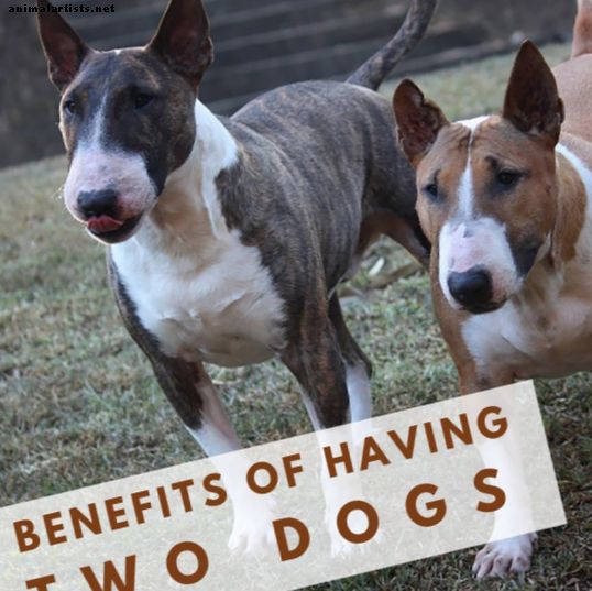 Zašto su dva psa bolja od jednog: Savjeti i koristi - psi