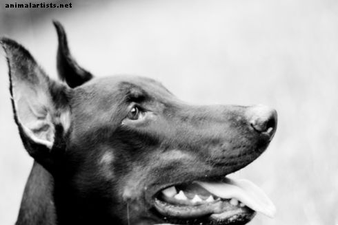 100 težkih imen psov: moški in ženska (od Arnolda do Xena) - Psi