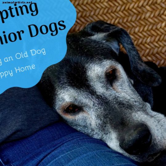 Starije spašavanje pasa: Prednosti usvajanja starijeg psa