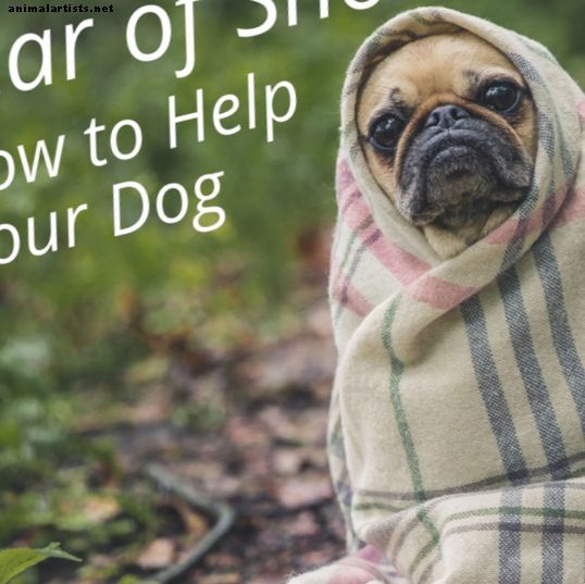 Psy - Ako urobiť váš pes menej strach zo snímok