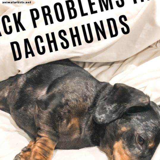 Problemas de espalda de Dachshund y cómo evitar saltos - Perros