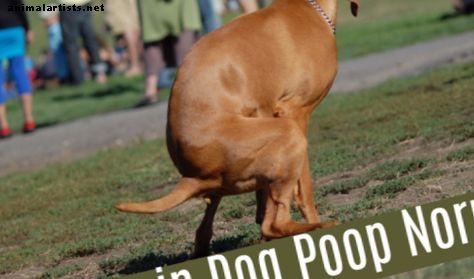 15 causas de moco en las heces del perro