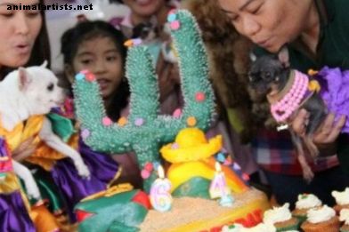 Extravagáns kutya születésnapi partik: Mit fognak csinálni a kutyatulajdonosok a szerelemért