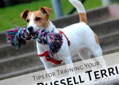 Wie man einen Jack Russell Terrier nicht ausbildet - Hunde