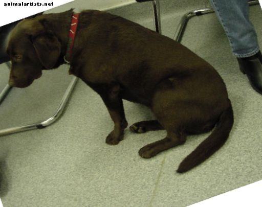 Αιτίες και θεραπείες της φλύκταινας των άκρων στα σκυλιά