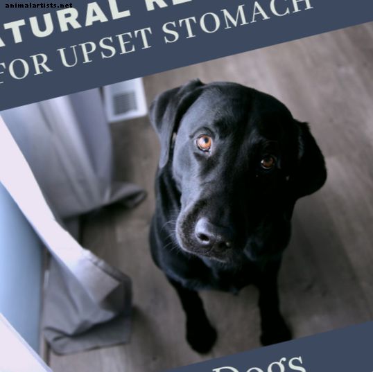 Remedios naturales para el malestar estomacal de su perro