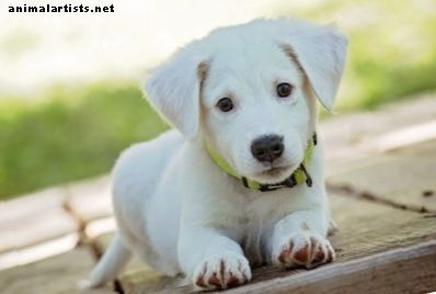 220+ süße weiße Hundenamen (mit Bedeutungen) für Ihren Welpen