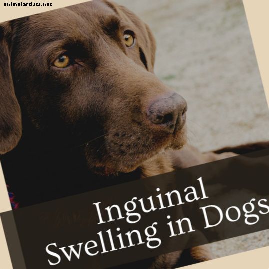 Simptomi otečenih ingvinalnih limfnih čvorova kod pasa - psi