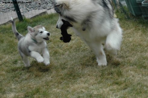 Porady dotyczące przyprowadzania do domu malamute Puppy (na podstawie mojego doświadczenia) - Psy