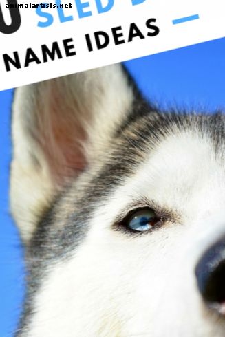 Más de 150 nombres geniales de Husky e ideas de nombres de perros de trineo
