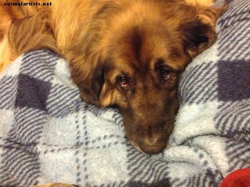 Črevné upchatie a brušná chirurgia u psov - Psy
