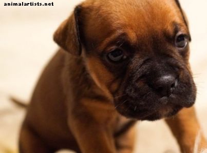 Downsyndroom "bij honden: oorzaken, symptomen, verwachtingen