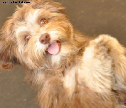 Beste puppynamen voor Havanezer honden