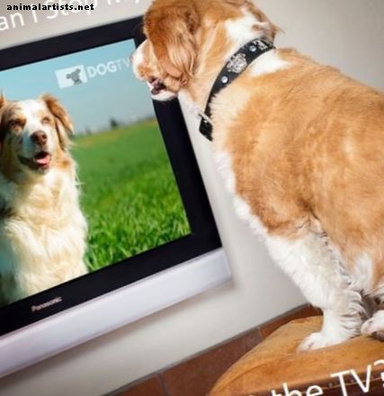 Wie Sie verhindern, dass Ihr Hund am Fernseher bellt (bewährte Techniken) - Hunde