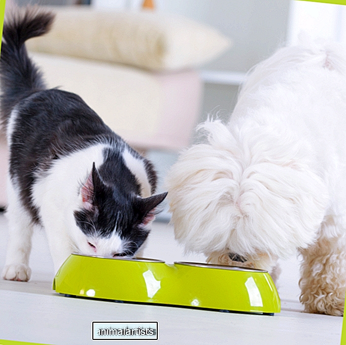 4 gudri veidi, kā atturēt suni no kaķu barības zagšanas