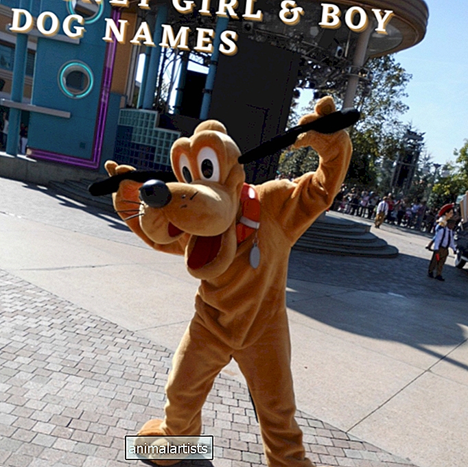 400+ имена на кучета за момичета и момчета на Disney (с произход от филми)