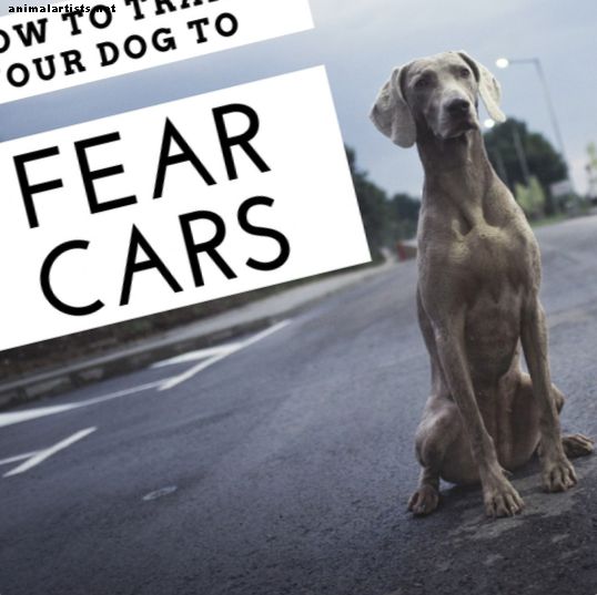 5 enkle trinn for å trene en hund for å unngå biler