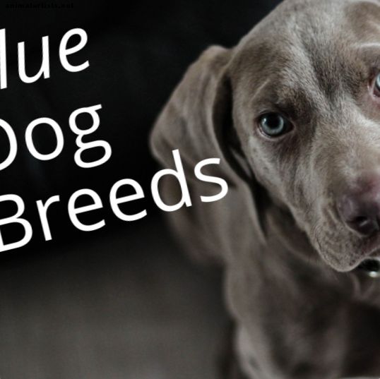 Razas de perros azules: ¿qué los hace tan hermosos?