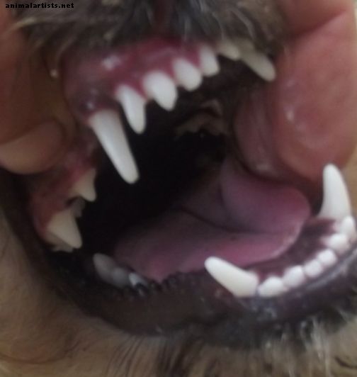 Ali moj pes potrebuje svoje zobne ščetke vsak dan?
