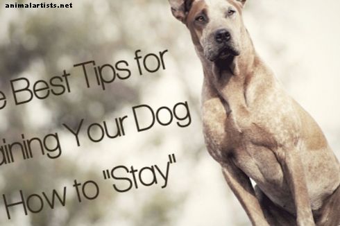 Най-добрите съвети за обучение на вашето куче как да останете - Кучета