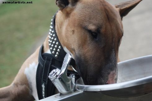 Topp 6 fantastiska saker Bull Terrier gör - Hundar