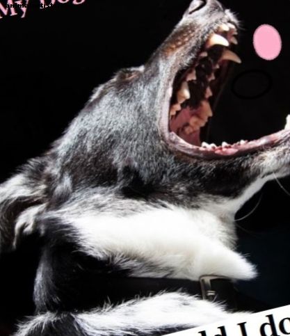 Veterinarski savjeti što učiniti ako vaš pas jede desni