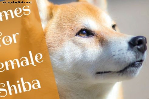 Psy - Roztomilé a tvorivé ženské mená Shiba Inu