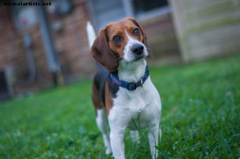 6 põhjust, miks peaksite kaaluma beagle'i kasutamist
