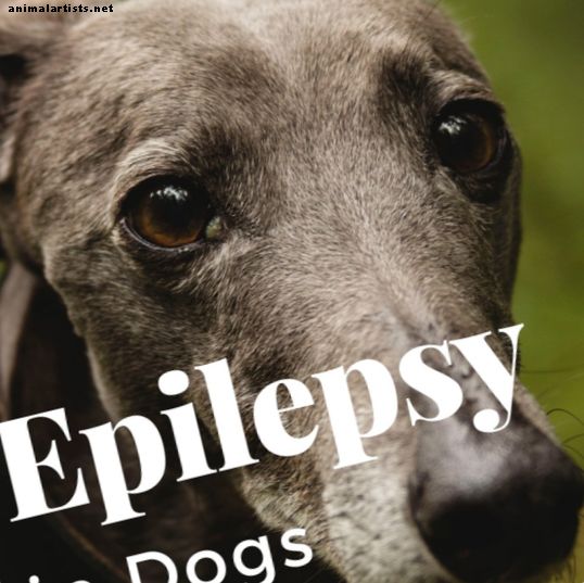 Dicas para donos de animais de estimação: meu galgo tem epilepsia