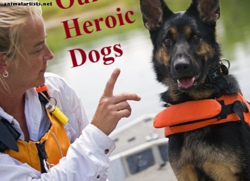 Perros que salvan vidas: hechos sobre los perros de búsqueda y rescate - Perros