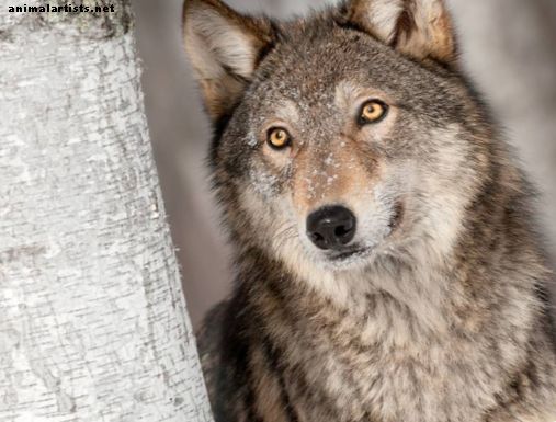 10 šunų veislių, kurios atrodo kaip vilkai