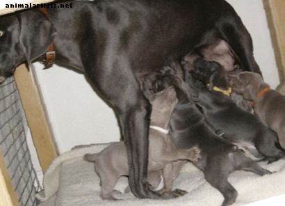 Kako osušiti pseće mlijeko i pomoći mami da se prestane proizvoditi - psi