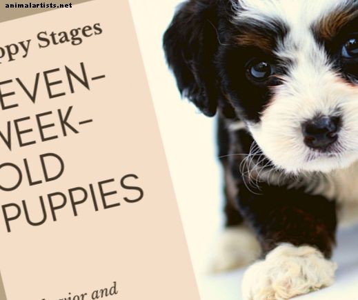 Кученце Етапи: Поведение и развитие на кученцата на седем седмици