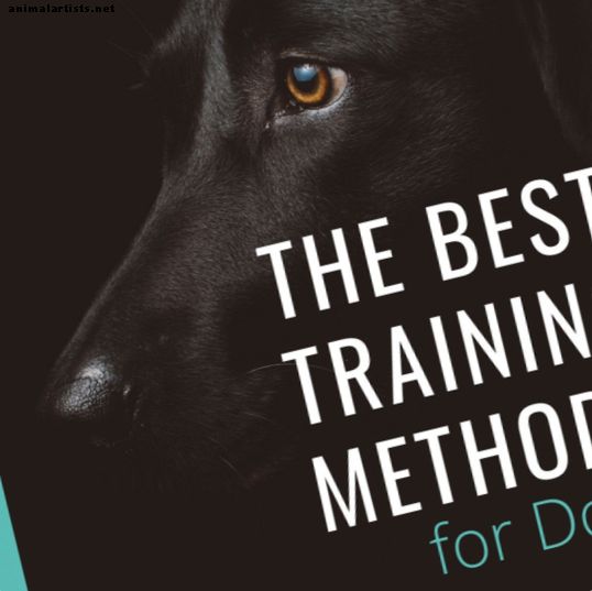 Saskaņā ar pētījumiem labākā apmācības metode suņiem